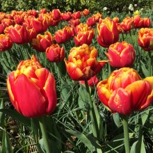 Visita a Keukenhof o parque das tulipas na Holanda.