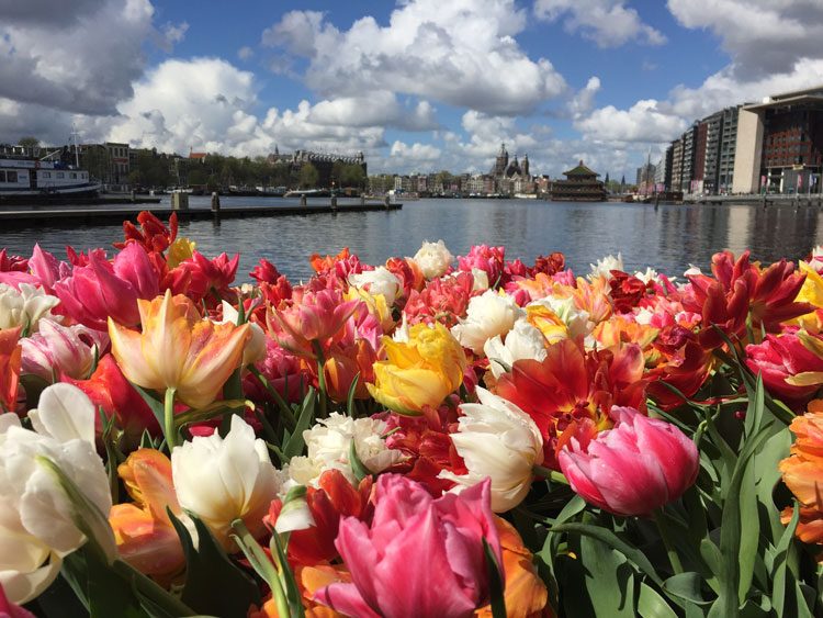tulipas-amsterdam-primavera