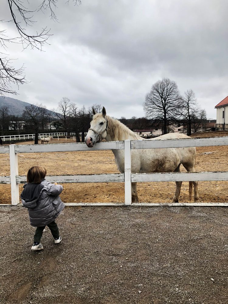 lipica-fazenda-cavalos-eslovenia
