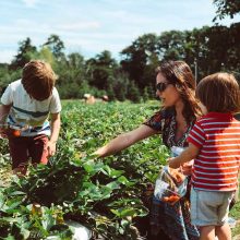 Crockford bridge farm – Strawberry season